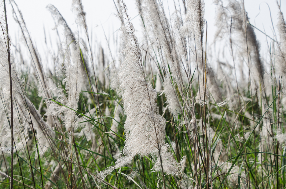 meghnariverislandtypicalwhitegrass.jpg