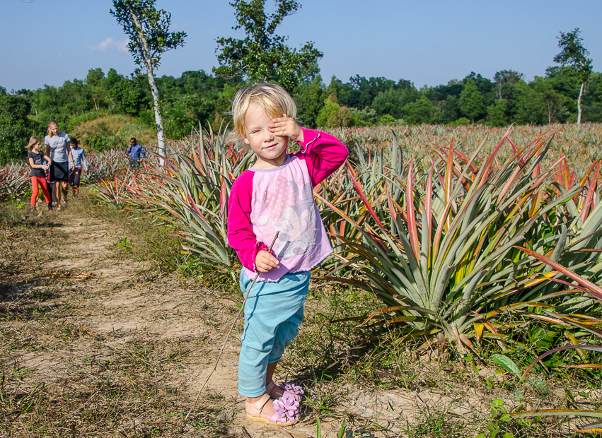 sreemangalpineapplegardens.jpg