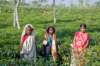 sreemangalteegardensworkers_small.jpg