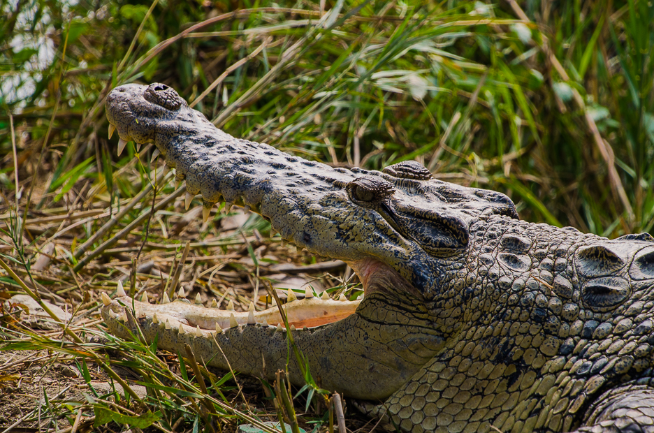 sundarbancrocodile.jpg