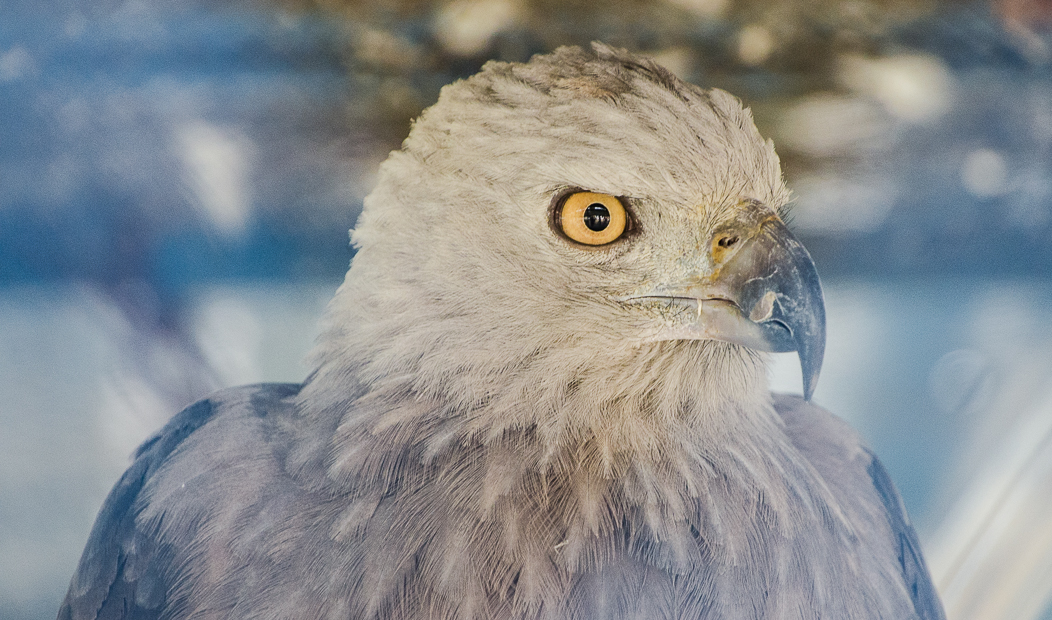 sundarbaneagle.jpg