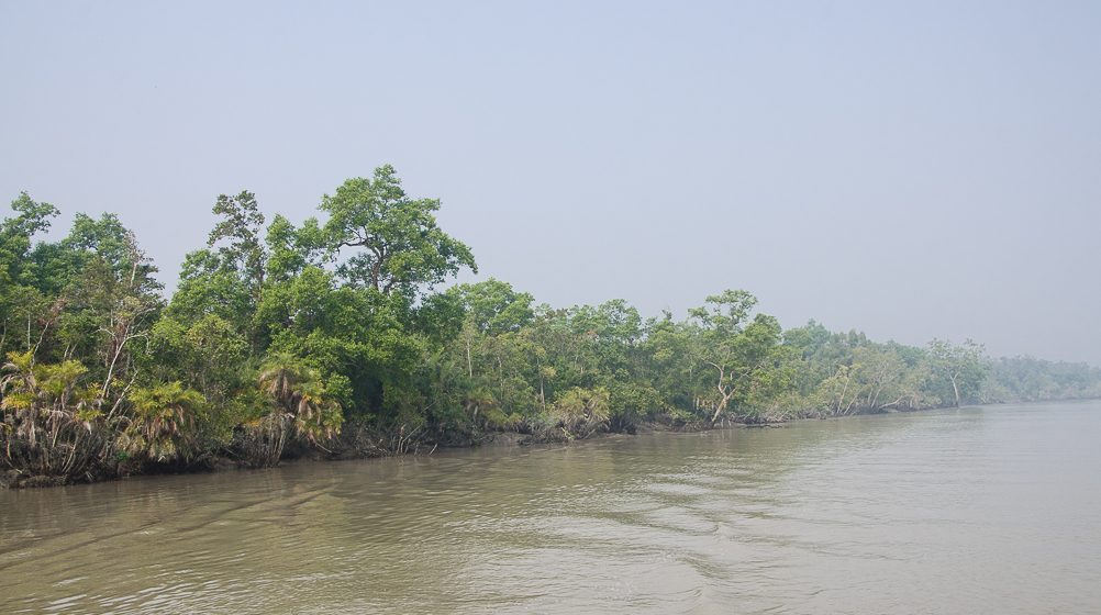 sundarbanflora.jpg