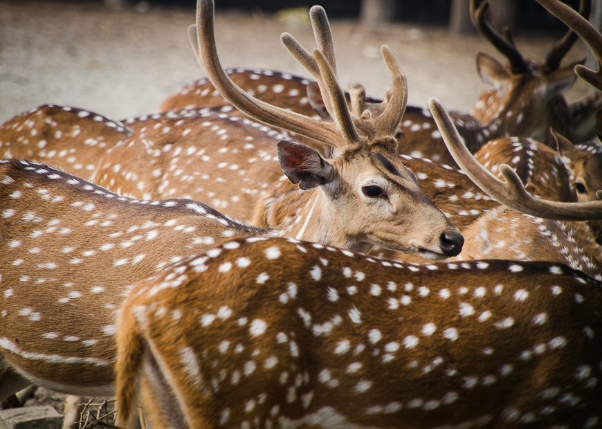 sundarbanspotteddeer.jpg