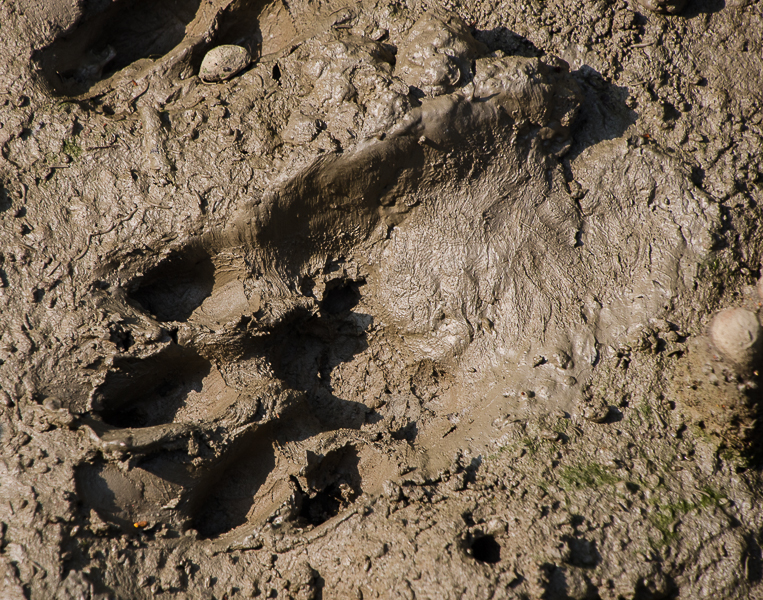 sundarbantigerfootprint.jpg