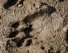 sundarbantigerfootprint_small.jpg