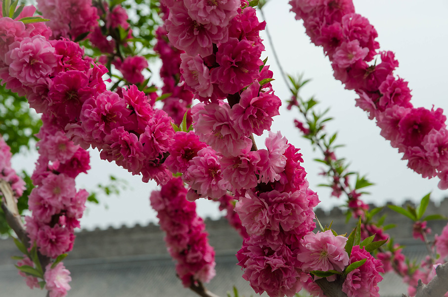 beijingforbiddencitytrees.jpg