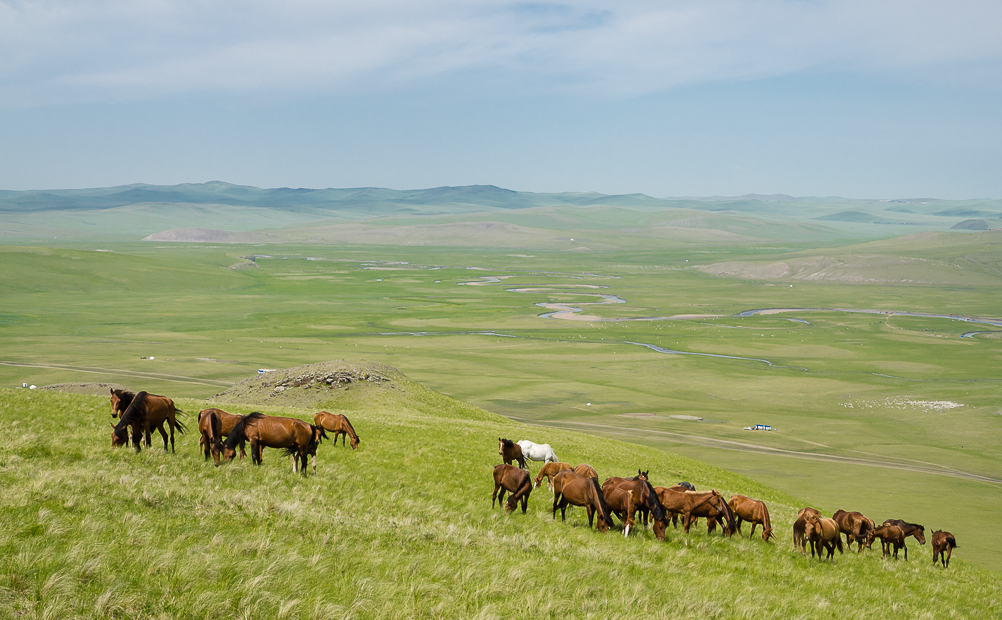 innermongoliahulunbuirgrasslandshorseherd.jpg