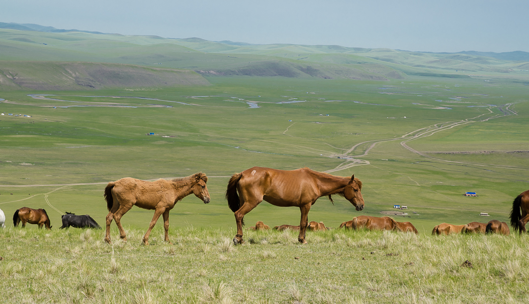 innermongoliahulunbuirgrasslandshorses.jpg