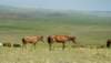 innermongoliahulunbuirgrasslandshorses_small.jpg