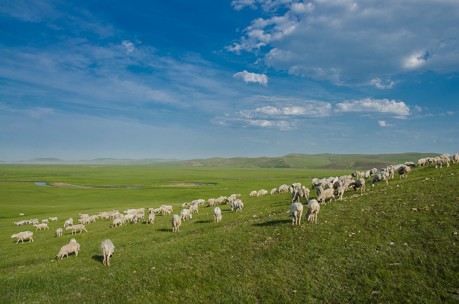 innermongoliahulunbuirgrasslandssheeps.jpg