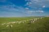 innermongoliahulunbuirgrasslandssheeps_small.jpg