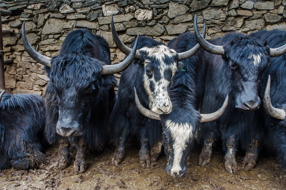 jiuzhaivalleysongpanyaks.jpg