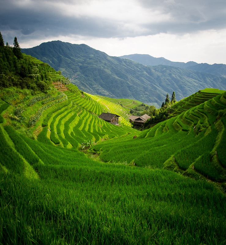 longshenglongjiriceterracepinganvillage.jpg