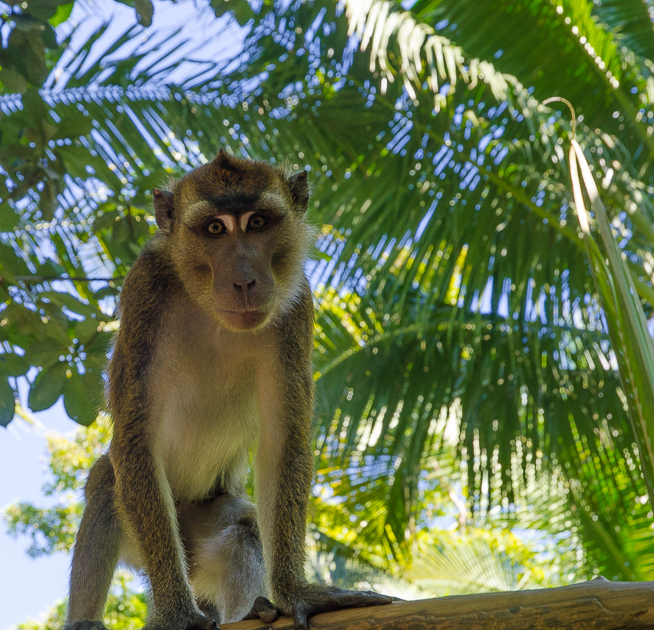 boholphilippinelongtailedmacaque.jpg