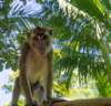boholphilippinelongtailedmacaque_small.jpg