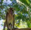 boholphilippinelongtailedmacaque_small.jpg