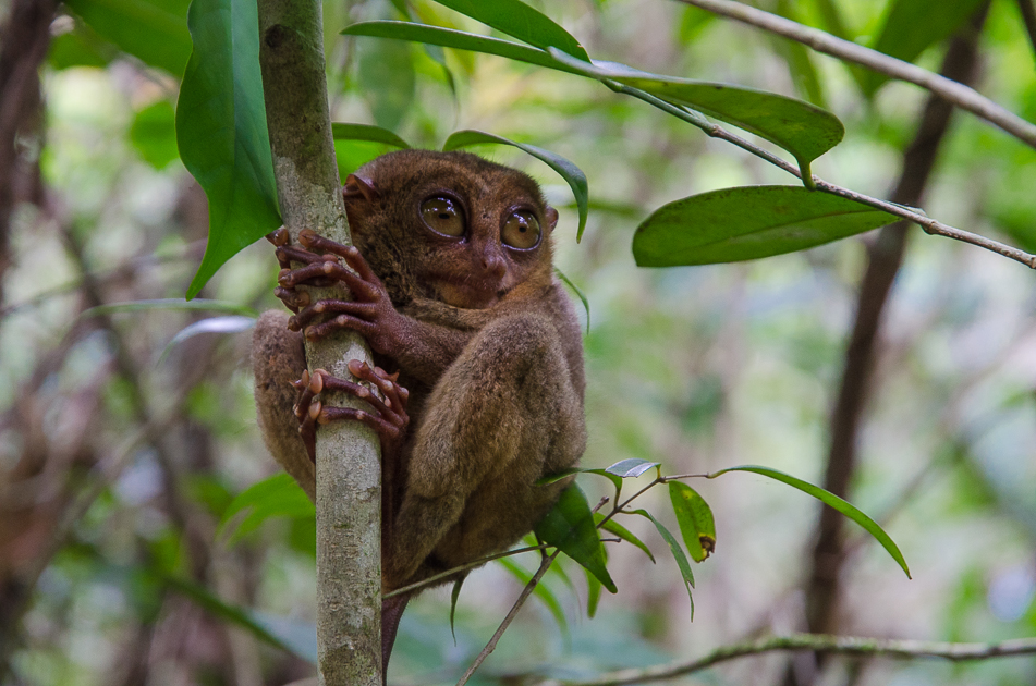 boholphilippinetarsier.jpg