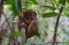 boholphilippinetarsier_small.jpg