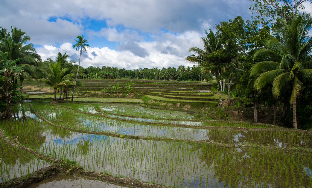 boholricefields.jpg