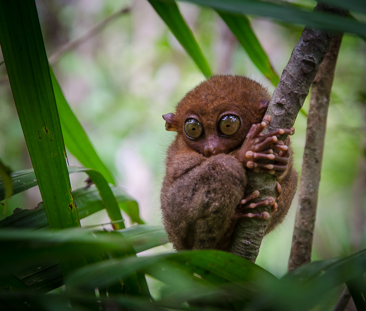 boholtarsius.jpg