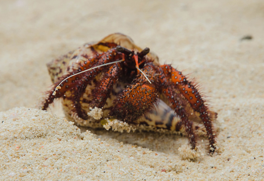 boracayislandiligiliganbeachhermitcrab.jpg