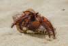 boracayislandiligiliganbeachhermitcrab_small.jpg