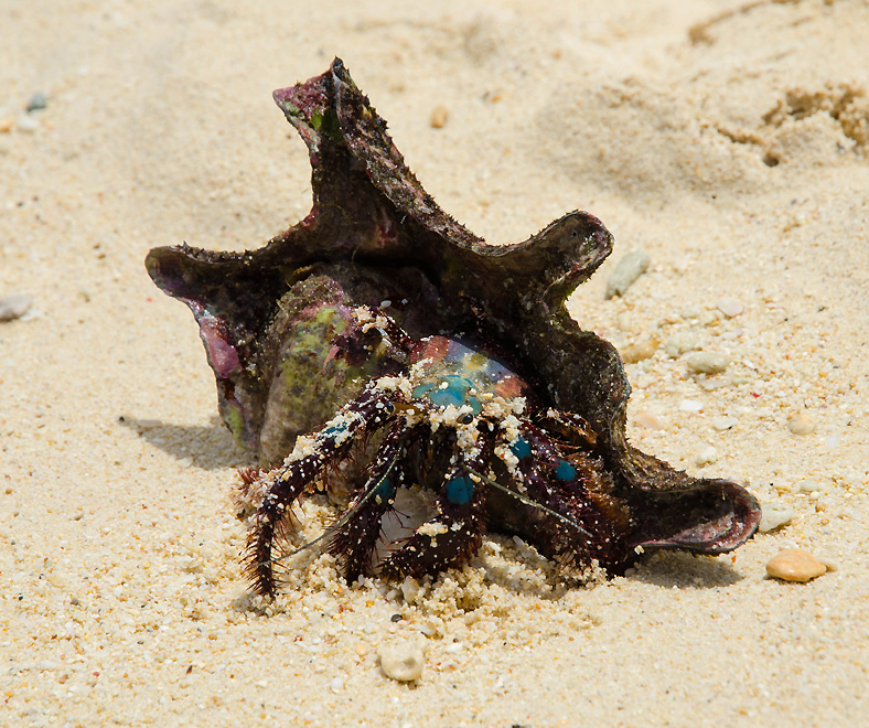 boracayislandiligiliganbeachscaredcrab.jpg