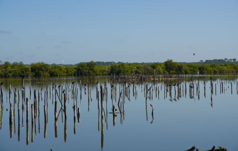 akvitnskoleteichornithologicalparkpozorovaniekormornov.jpg