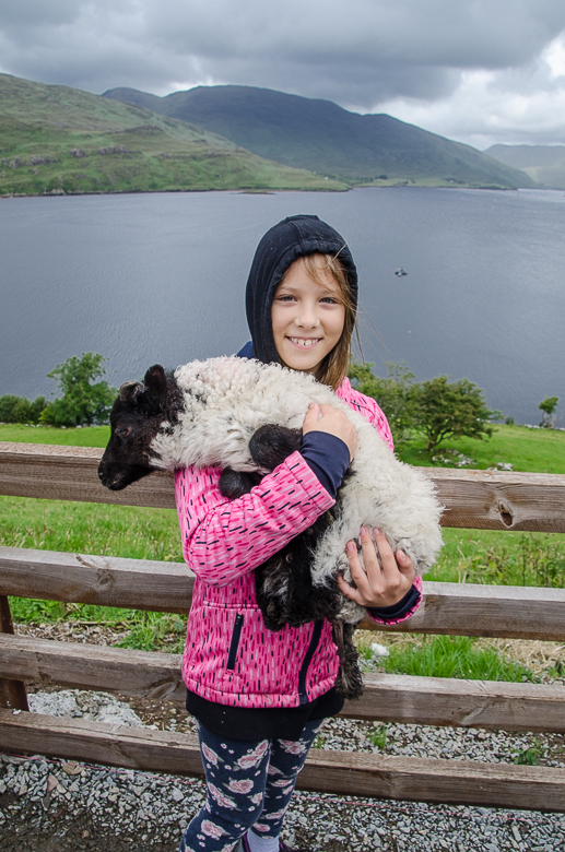 irelandsheep.jpg