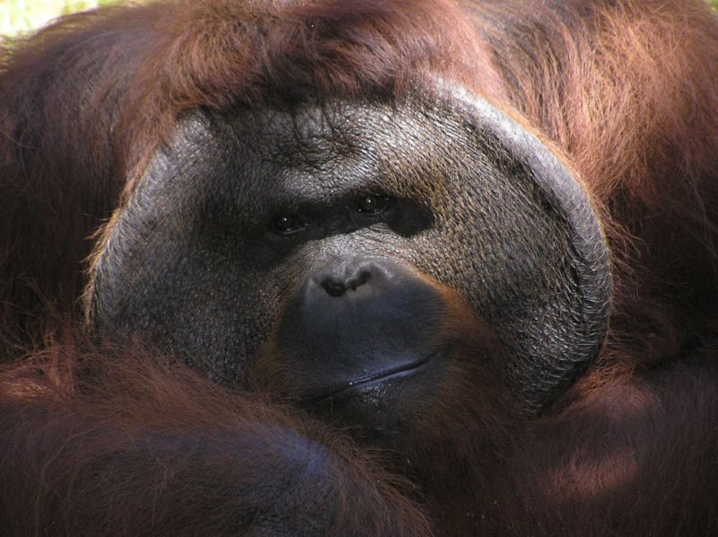 orangutanjack.jpg