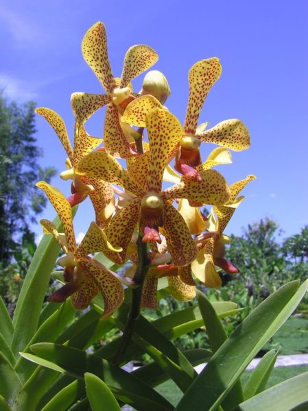 orchidealtpovinkovsky.jpg