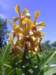 orchidealtpovinkovsky_small.jpg