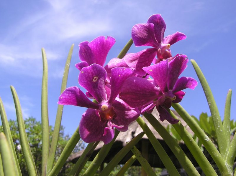 orchidearuovpovinkovsky.jpg