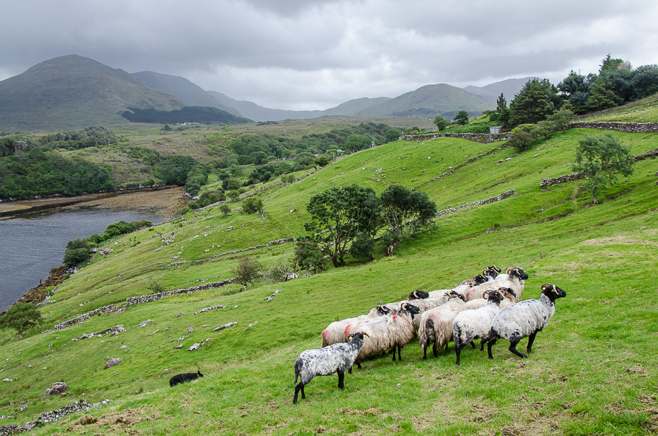 killarysheepfarmnature.jpg