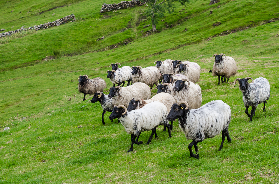 killarysheepfarmsheeps.jpg