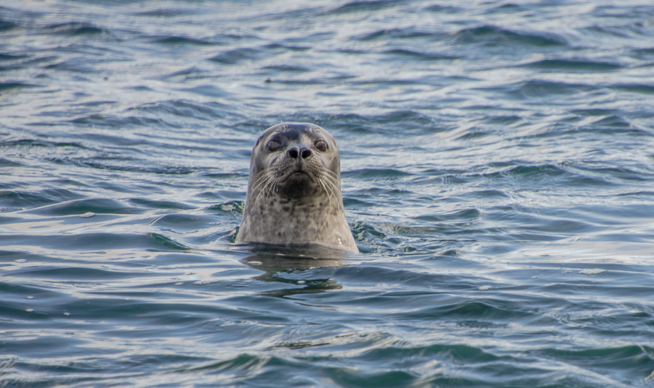 hvtserkurcuriousseal.jpg