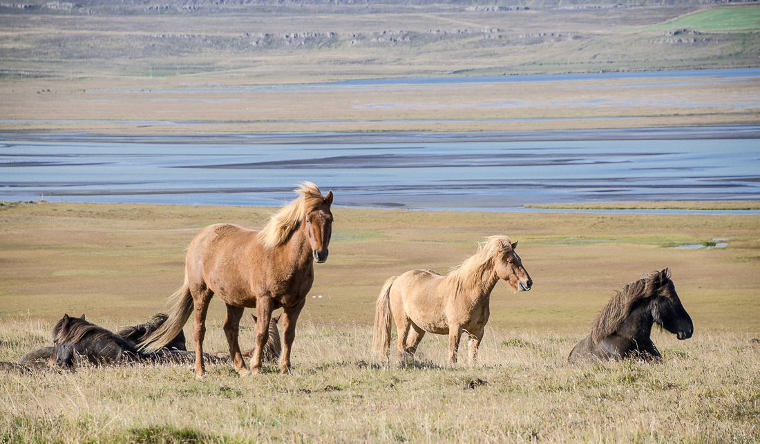 icelandichorses.jpg