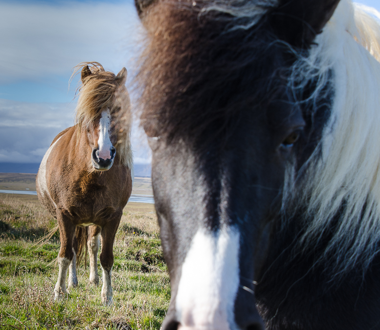 icelandichorsesdetails.jpg