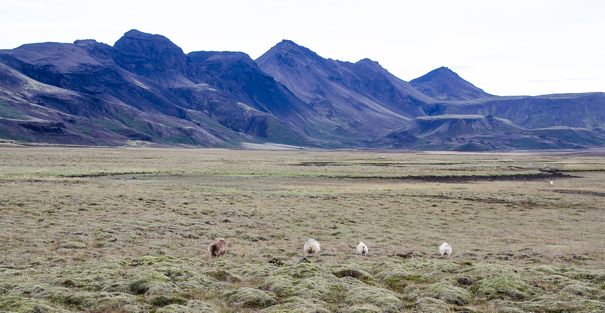 landscapearoundpingvellir.jpg