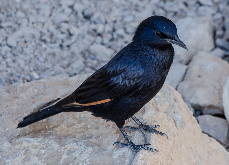 masadanationalparklocalbird.jpg