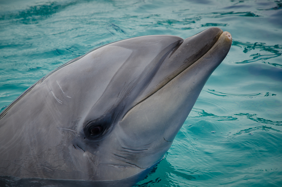 echizenmatsushimaaquariumdolphin.jpg