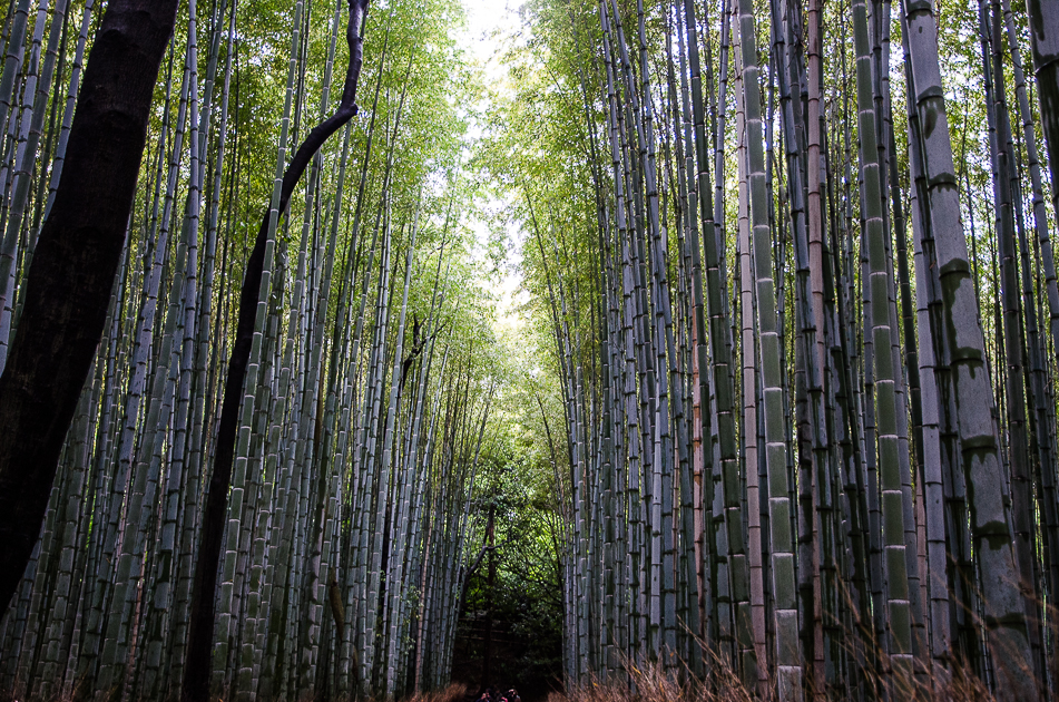 kyototenryujitemplebambooforest.jpg