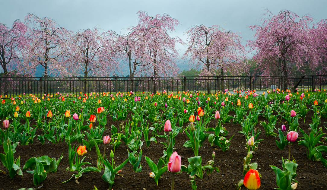 mountfujisakurapark.jpg