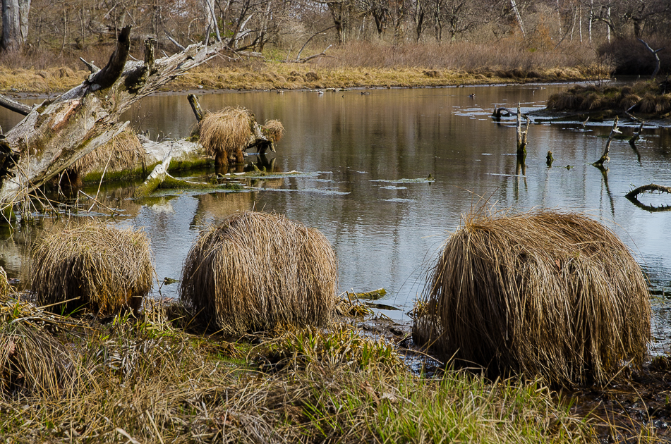 nikkonationalparksenjogaharamarshlandsmalllake.jpg