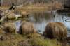 nikkonationalparksenjogaharamarshlandsmalllake_small.jpg