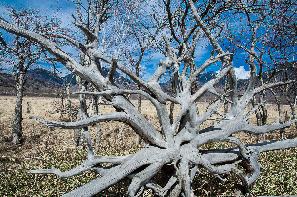 nikkonationalparksenjogaharamarshlandtree.jpg