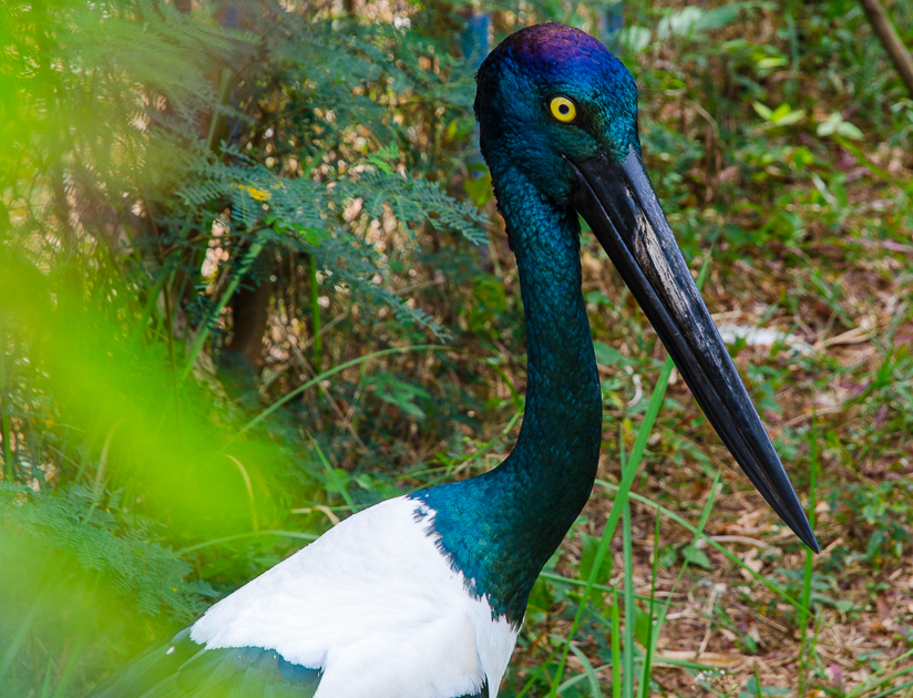 bokornationalparkbird.jpg