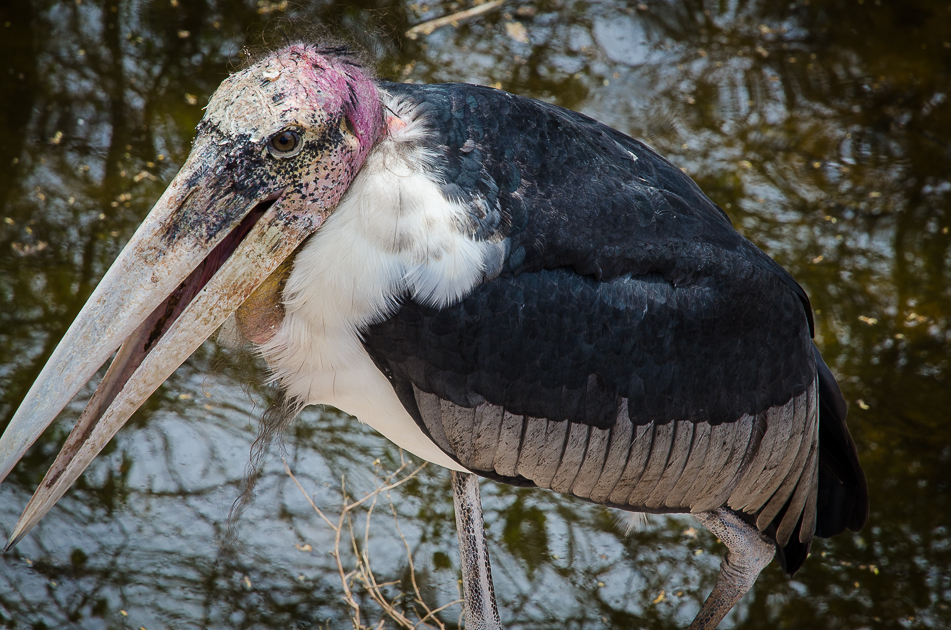 bokornationalparkcambodianstork.jpg