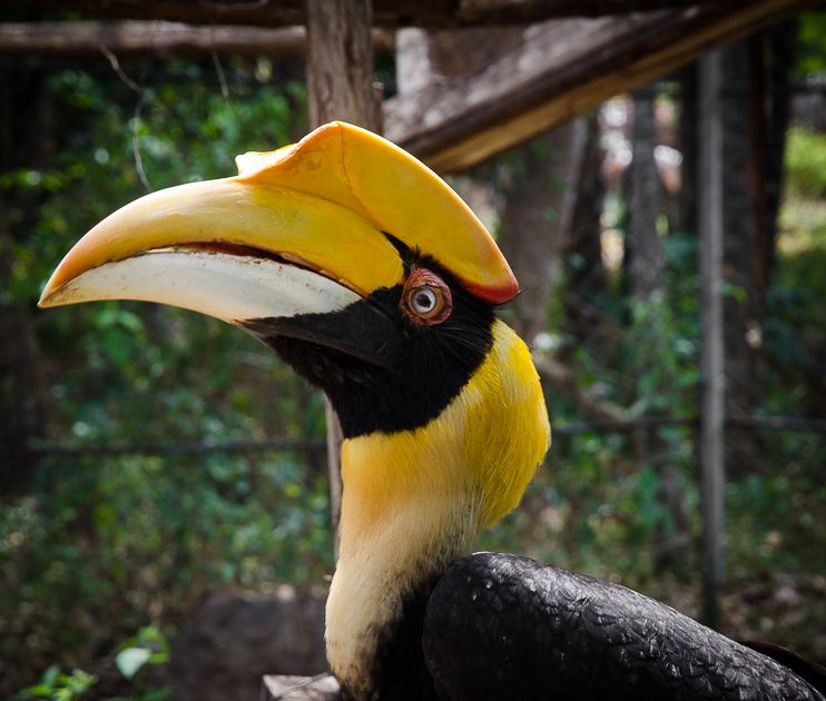 bokornationalparkgreathornbill.jpg