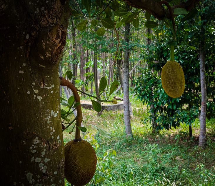 bokornationalparkjackfruit.jpg